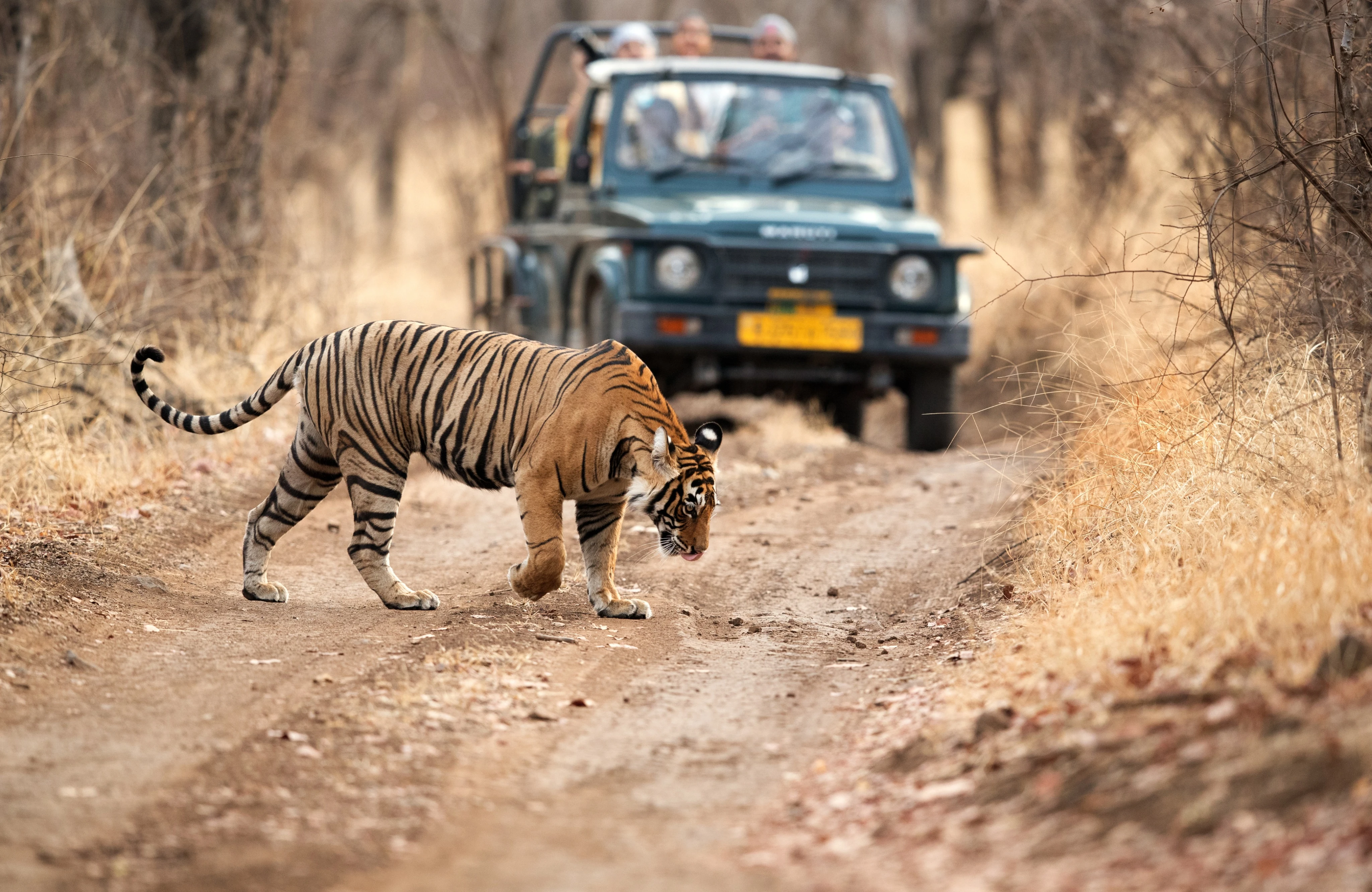 Luxury Wildlife Tours