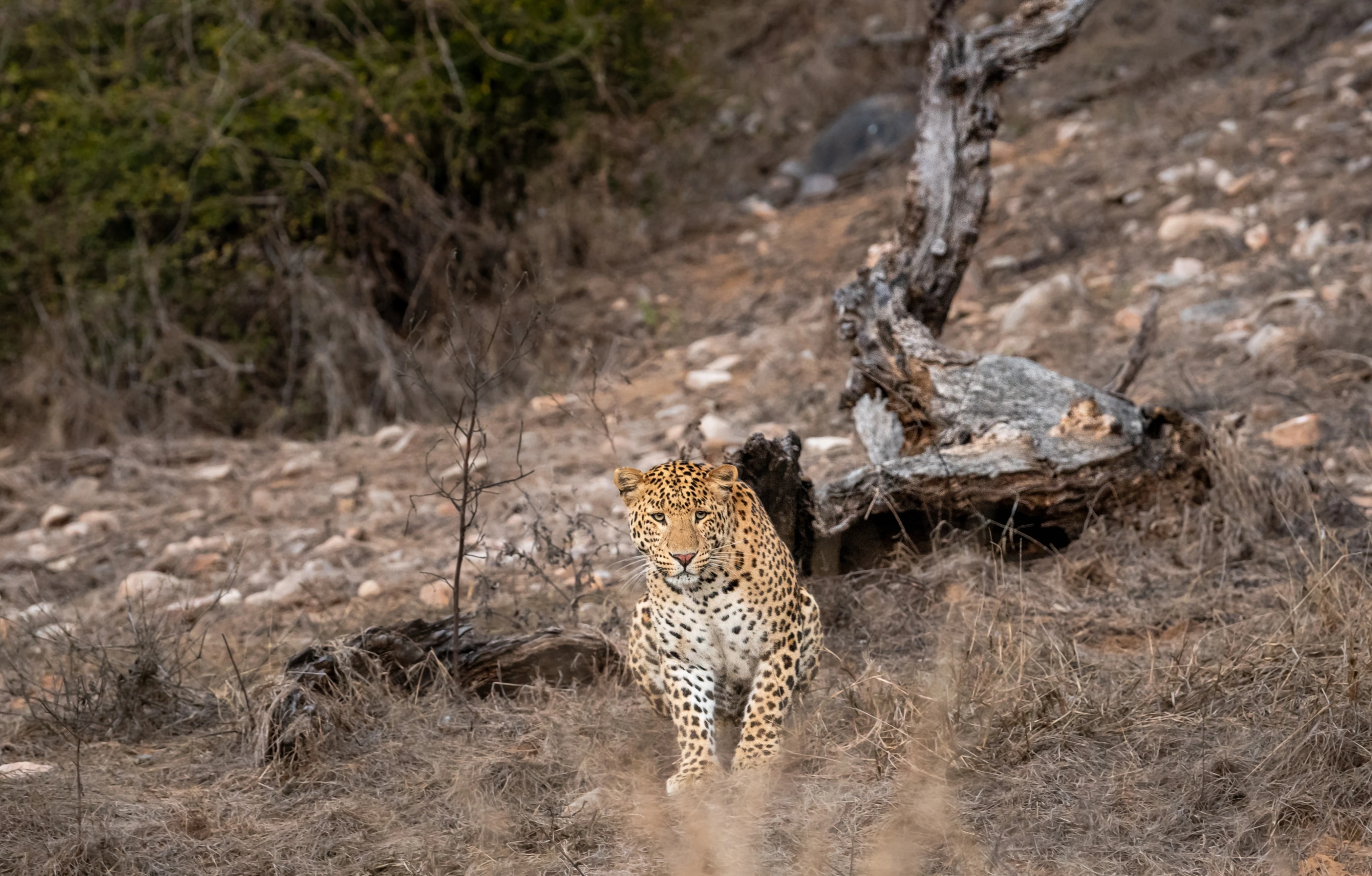 Luxury Ranthambore Tour Discover the Wild Heart of Rajasthan with Total India DMC