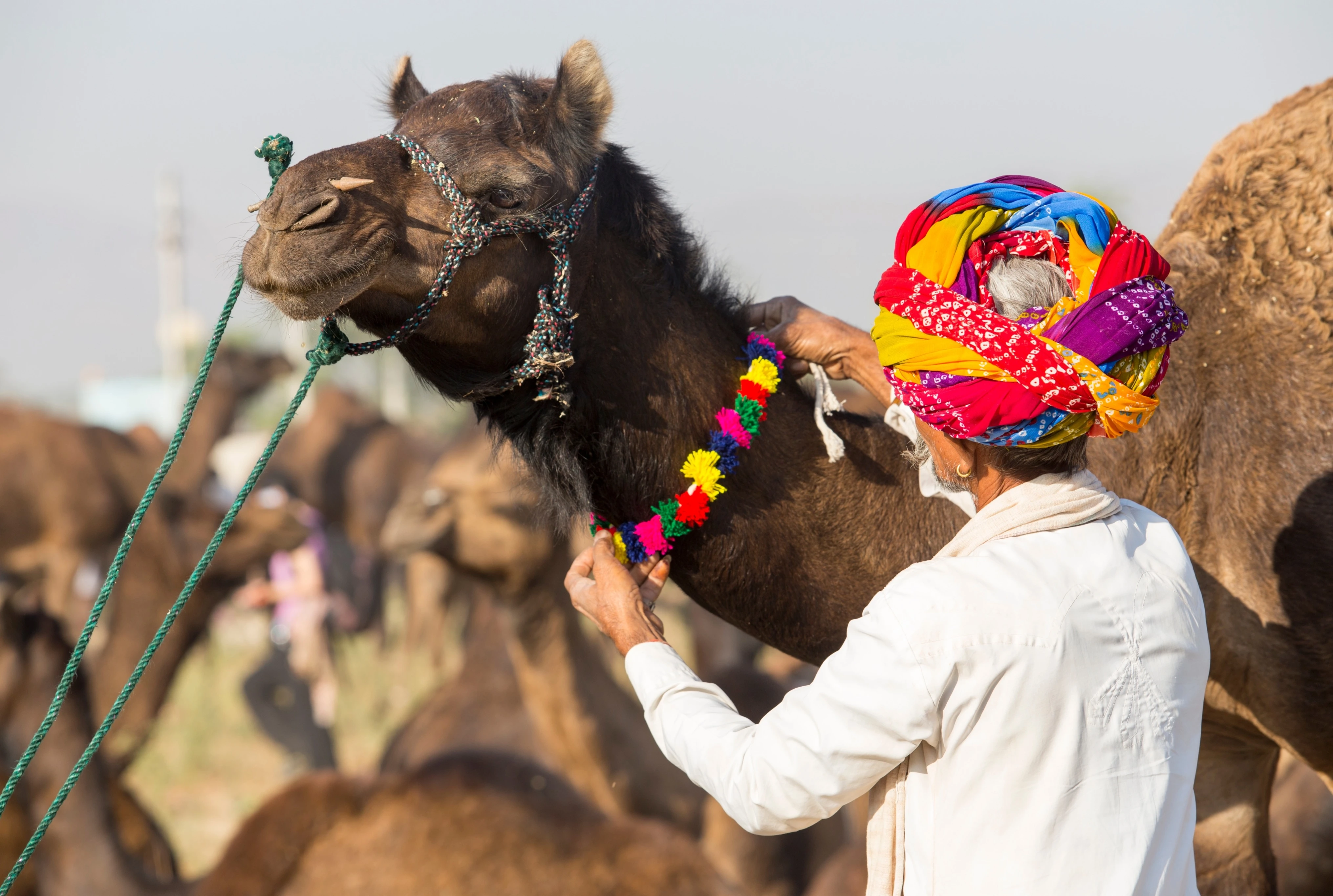 Camel Safari in Jaisalmer