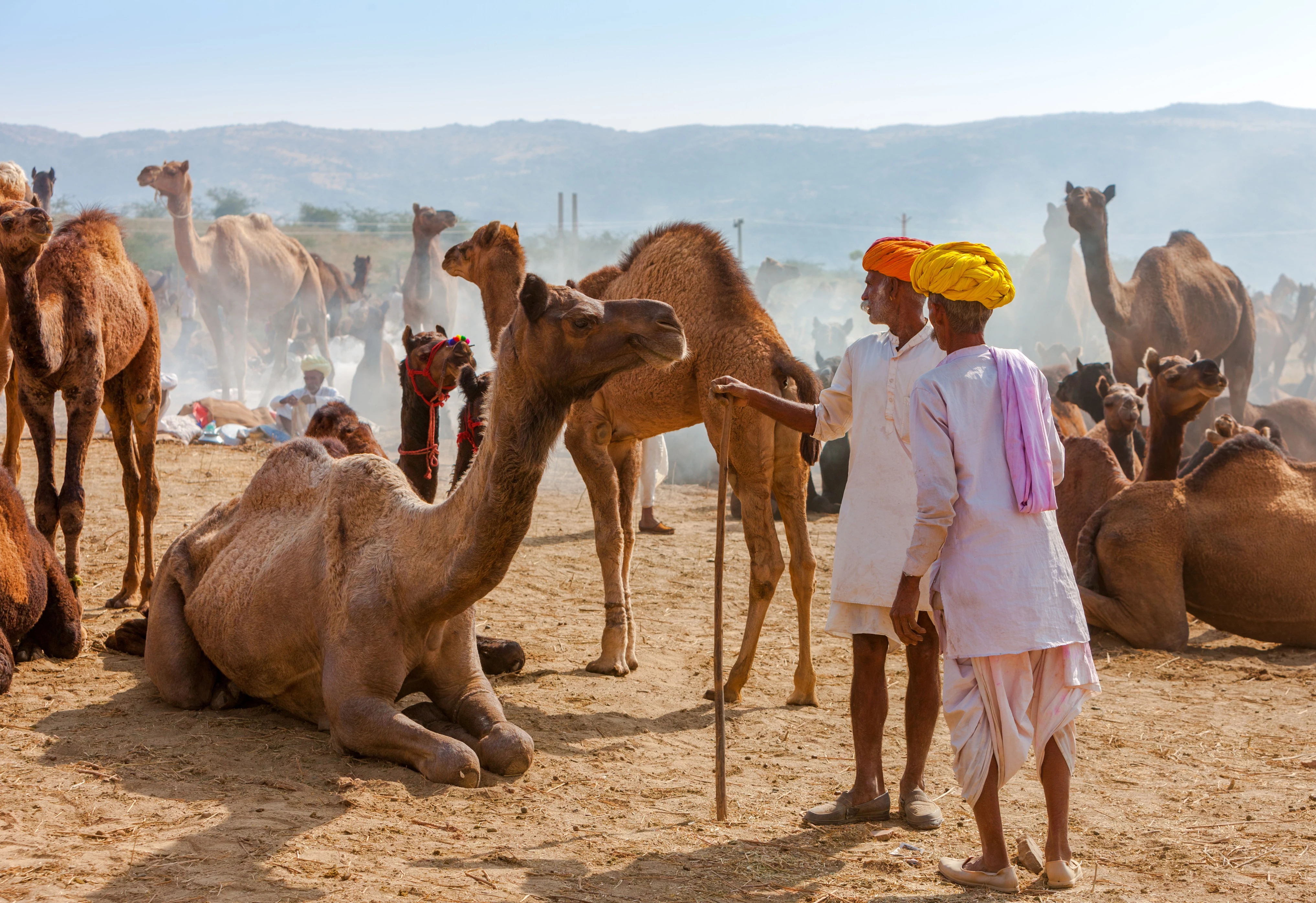Camel Safari in Jaisalmer