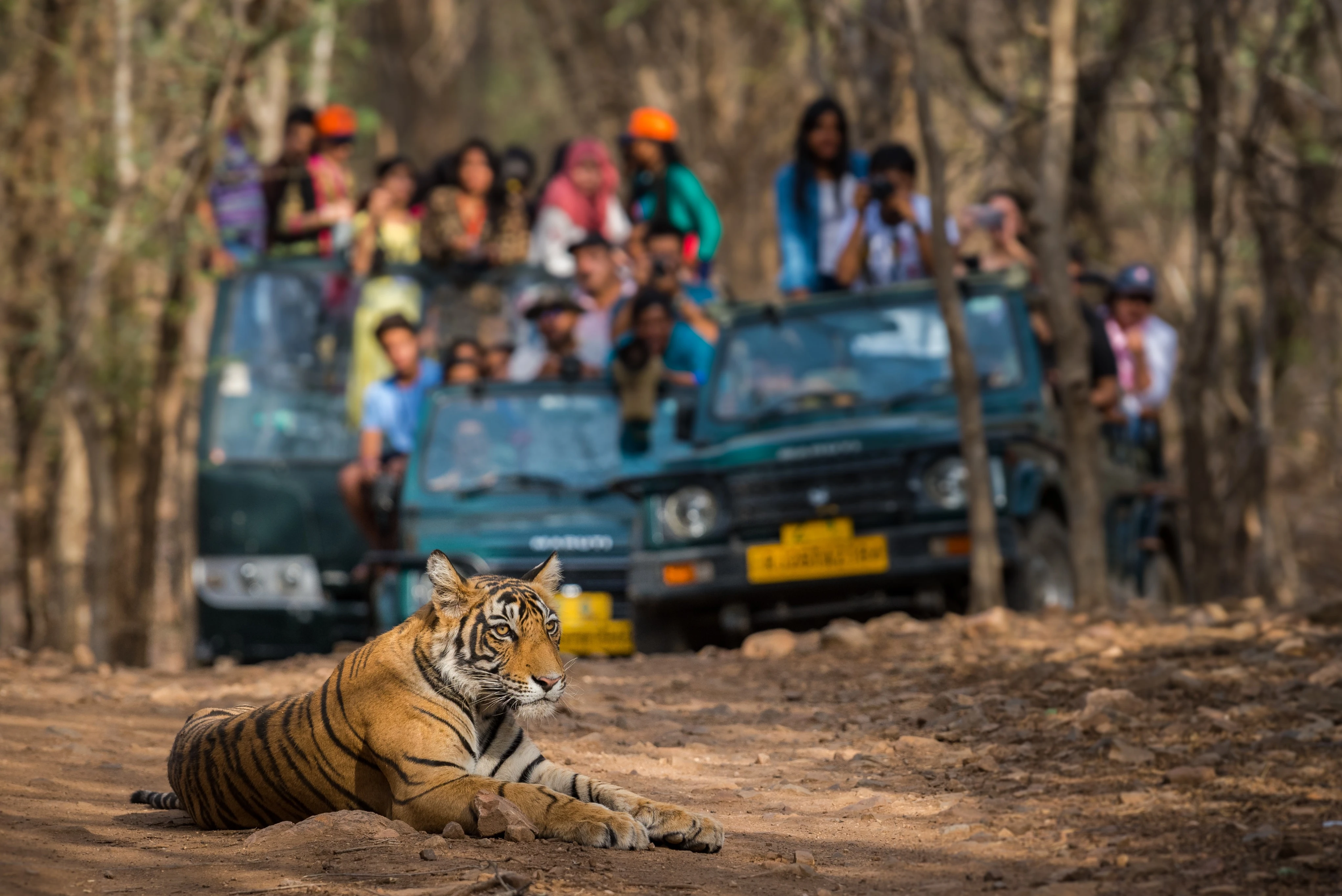 Wildlife Tour