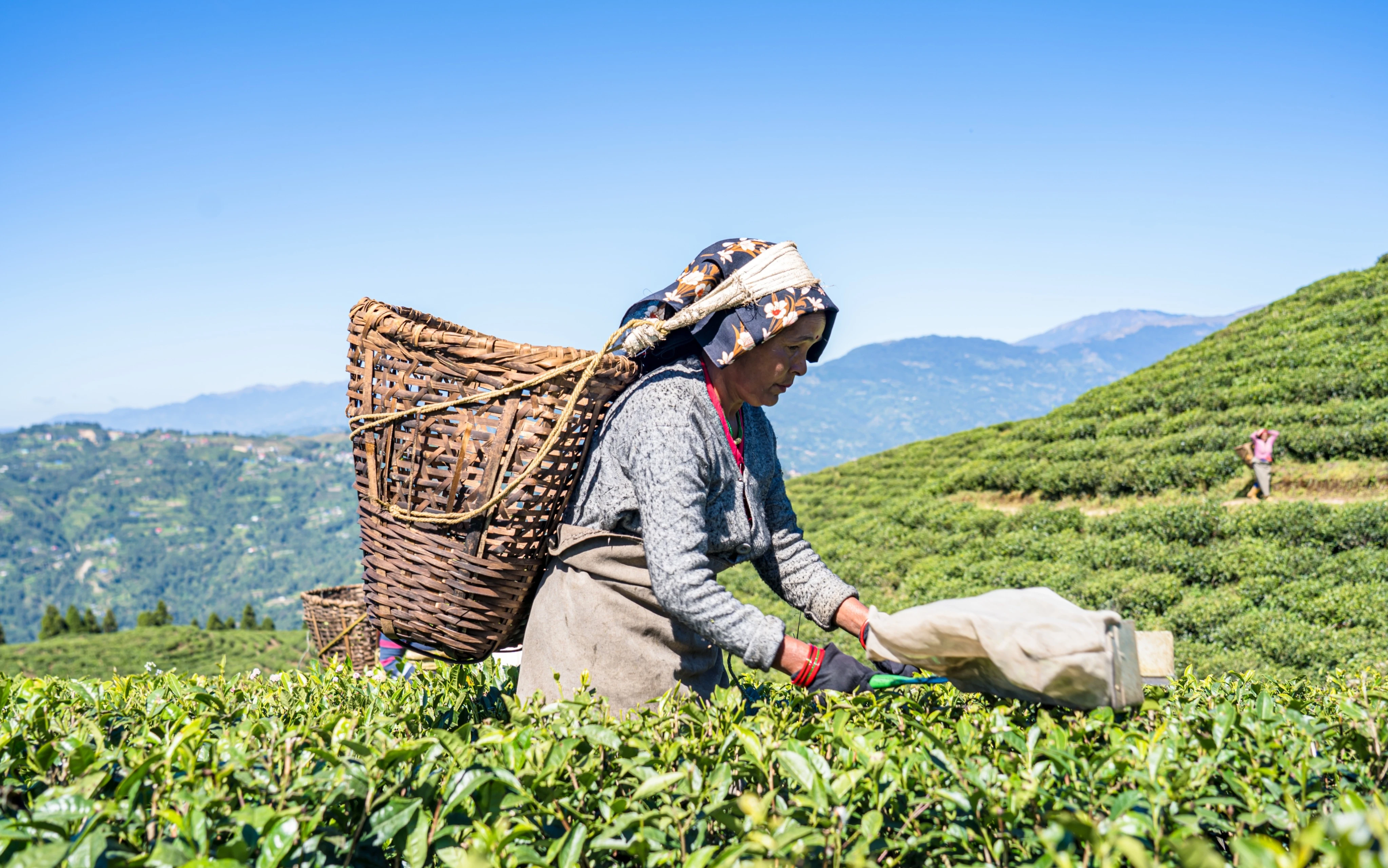 Tea Garden