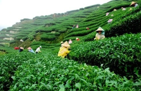 Tea Garden
