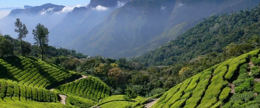 Tea Garden