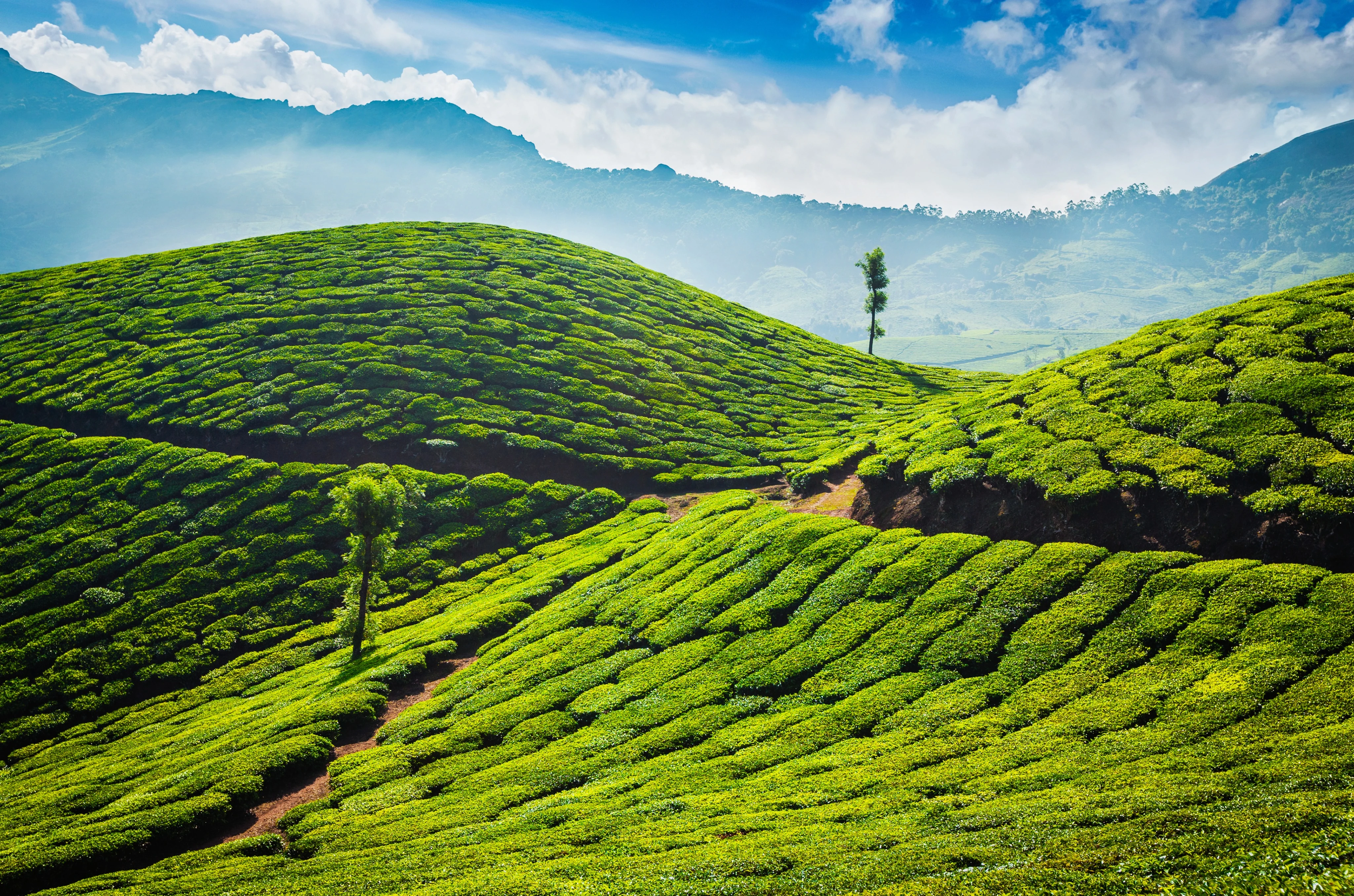 Tea Garden