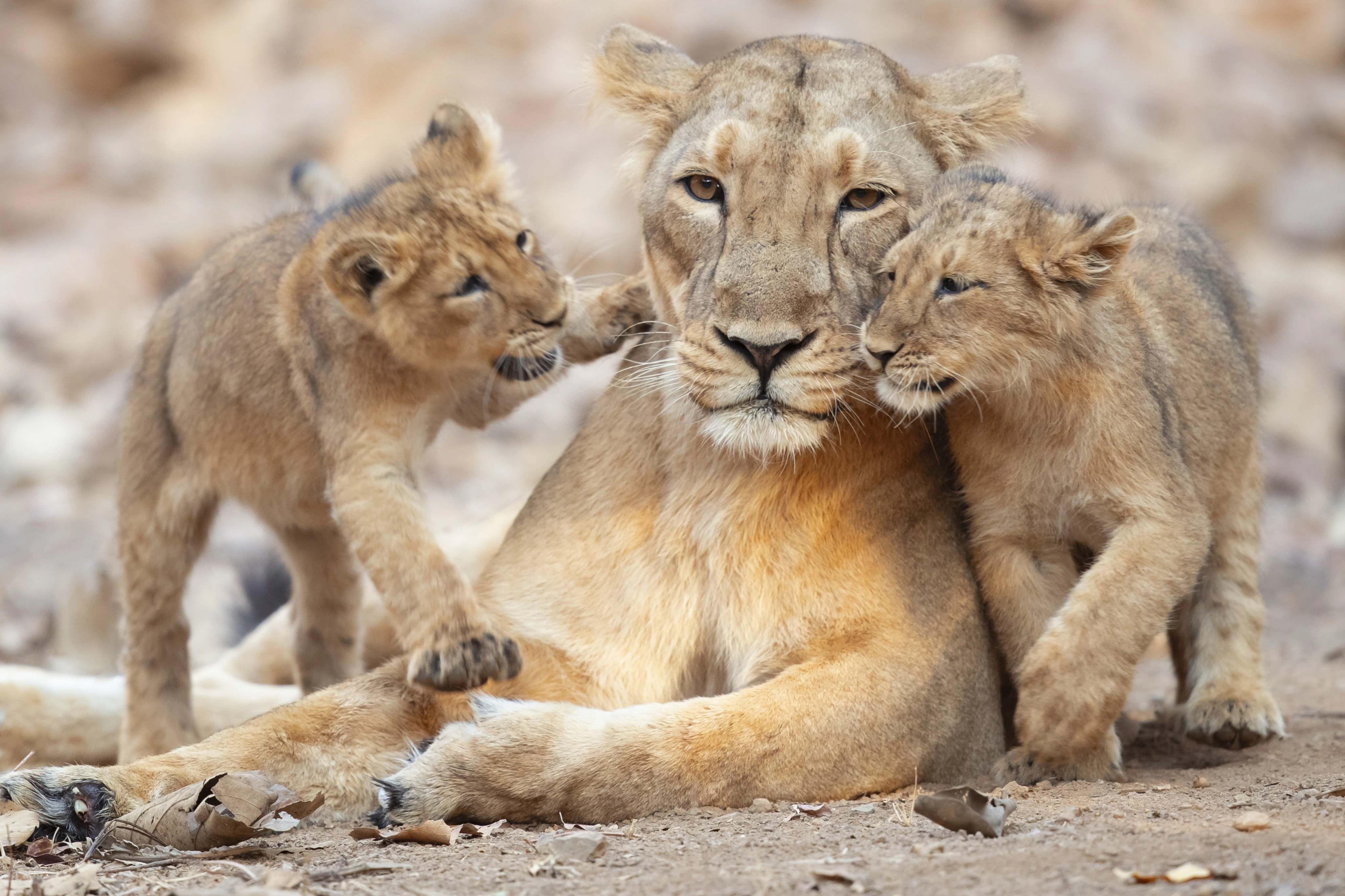 Wildlife