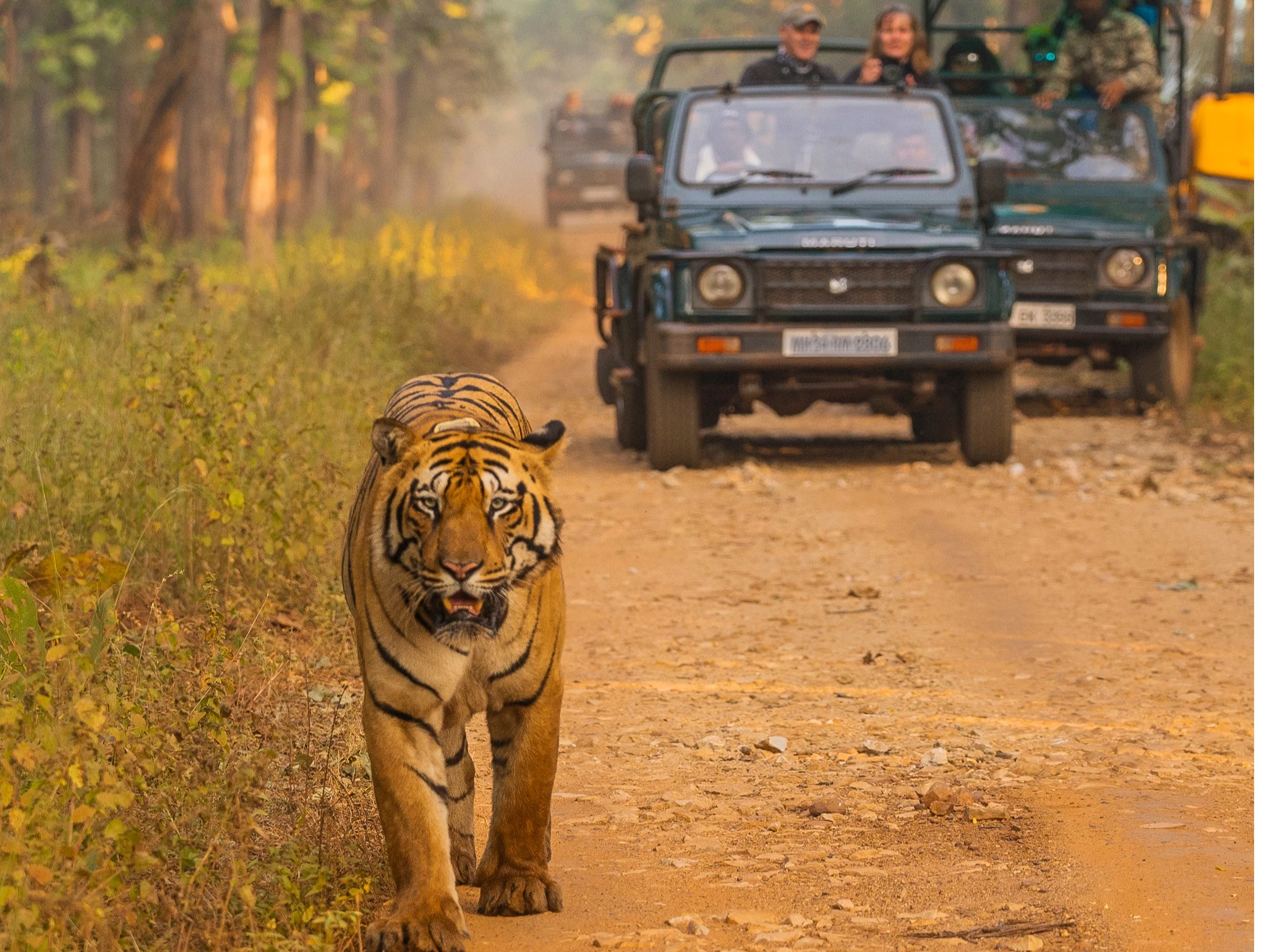 India B2B Wildlife Tours and Wildlife Travel Company in India